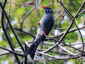 Смотреть фото Чёрный бюльбюль Фото Чёрный бюльбюль