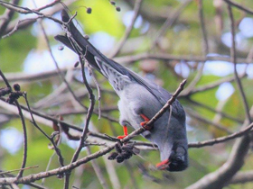 Смотреть фото Чёрный бюльбюль Фото Чёрный бюльбюль