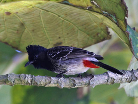 Фото Розовобрюхий бюльбюль