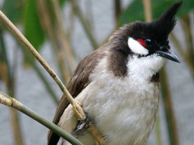 Краснощёкий бюльбюль