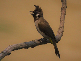 Фото Гималайский бюльбюль