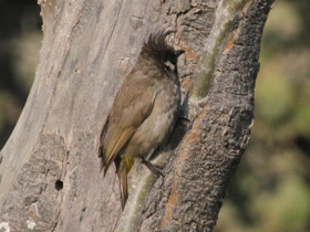 Фото Гималайский бюльбюль