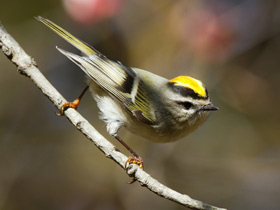 Золотоголовый королек