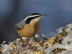 Фото Канадский поползень