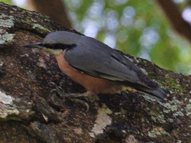 Смотреть фото Каштановогрудый поползень Фото Каштановогрудый поползень