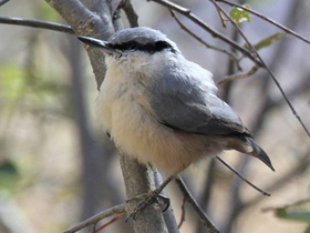 Фото Большой скалистый поползень