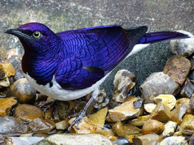 Аметистовый скворец