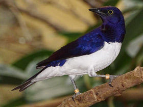 Смотреть фото Аметистовый скворец Фото Аметистовый скворец