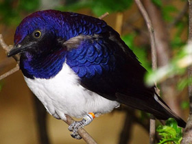 Аметистовый скворец