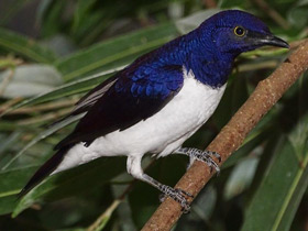 Смотреть фото Аметистовый скворец Фото Аметистовый скворец