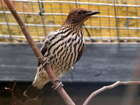 Смотреть фото Аметистовый скворец Фото Аметистовый скворец