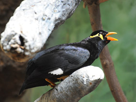 Смотреть фото Священная майна Фото Священная майна