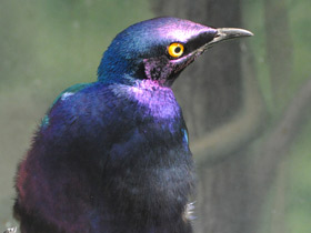 Смотреть фото Пурпурный блестящий скворец Фото Пурпурный блестящий скворец