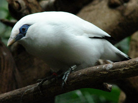 Балийский скворец