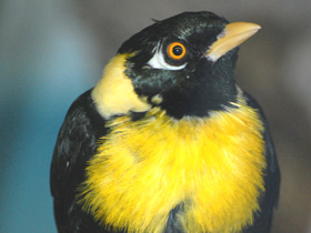 Золотогрудый мино