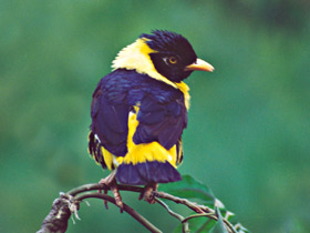 Золотогрудый мино