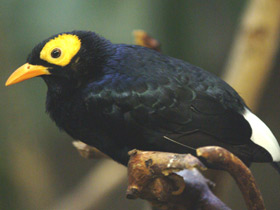 Фото Желтолицый мино