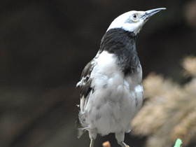 Смотреть фото Черношейный скворец Фото Черношейный скворец