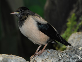 Фото Розовый скворец