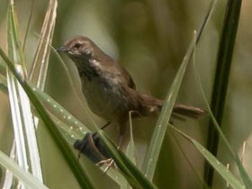 Фото Проворная пестрогрудка