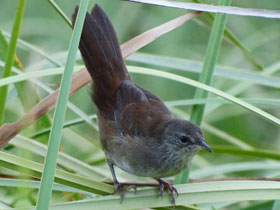 Фото Капская пестрогрудка