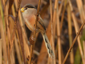 Смотреть фото Тростниковая сутора Фото Тростниковая сутора