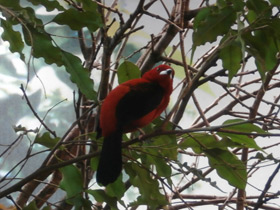 Смотреть фото Бразильская расписная танагра Фото Бразильская расписная танагра