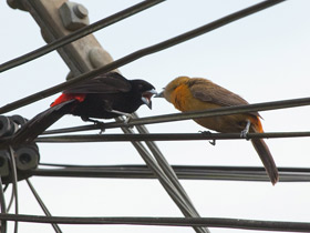 Смотреть фото Разноцветная расписная танагра Фото Разноцветная расписная танагра