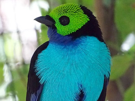 Райская танагра