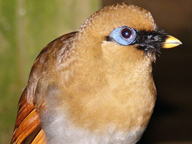 Жёлтая тимелия