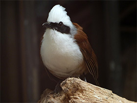 Смотреть фото Белохохлая тимелия Фото Белохохлая тимелия