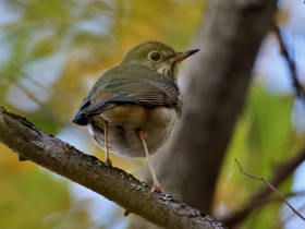Смотреть фото Дрозд-отшельник Фото Дрозд-отшельник