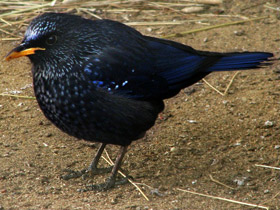 Смотреть фото Синяя птица Фото Синяя птица