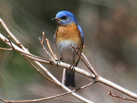 Восточная сиалия