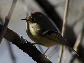 Смотреть фото Восточная сиалия Фото Восточная сиалия
