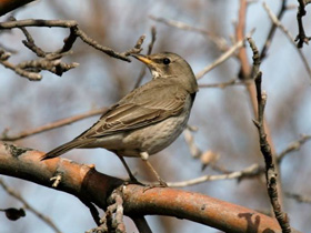 Фото Чернозобый дрозд