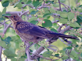 Смотреть фото Черный дрозд Фото Черный дрозд