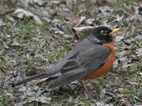 Смотреть фото Странствующий дрозд Фото Странствующий дрозд