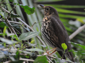 Смотреть фото Певчий дрозд Фото Певчий дрозд