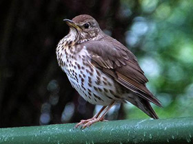 Певчий дрозд