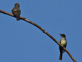 Фото Большая хохлатая мухоловка