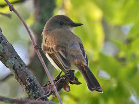 Фото Восточный феб