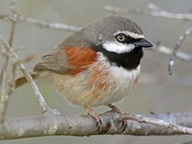 Фото Красноплечая ванга