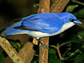 Фото Cyanolanius comorensis