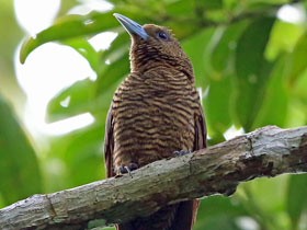 Фото Чёрная ванга