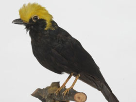 Фото Желтоголовый сорокопут