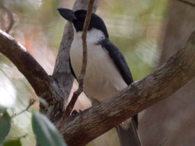 Смотреть фото Белолобая узкоклювая ванга Фото Белолобая узкоклювая ванга