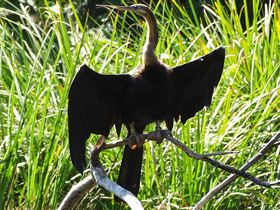 Африканская змеешейка