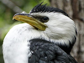 Малый пёстрый баклан