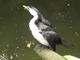 Смотреть фото Малый пёстрый баклан Фото Малый пёстрый баклан